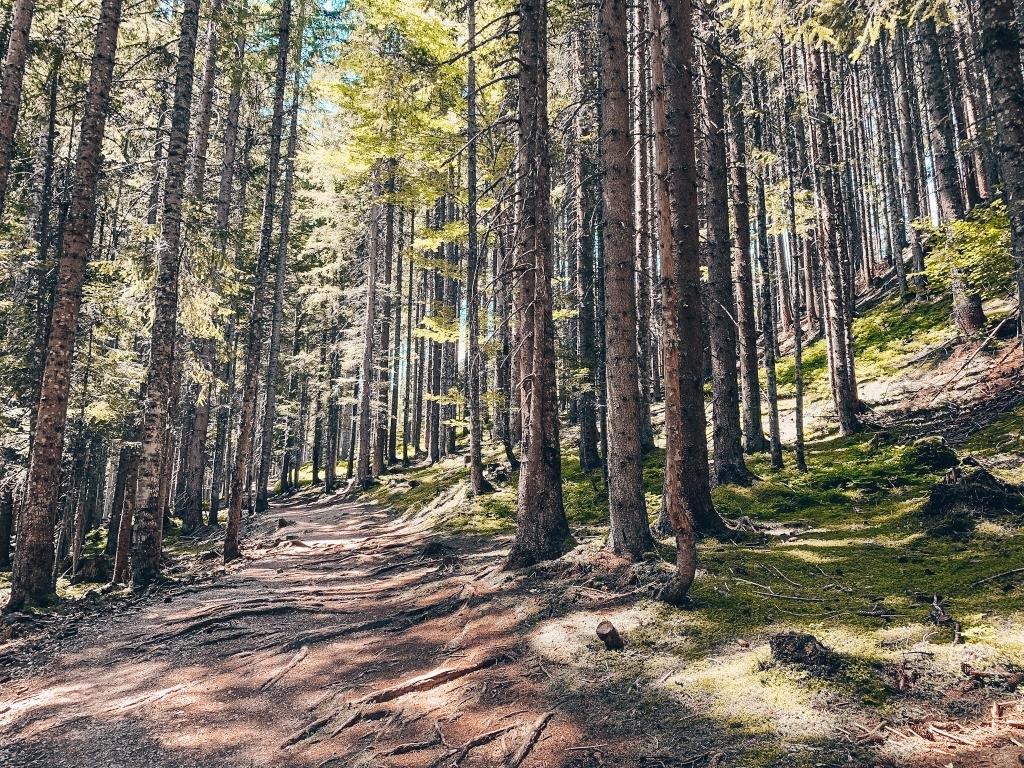 Maria Alm Wald Natur