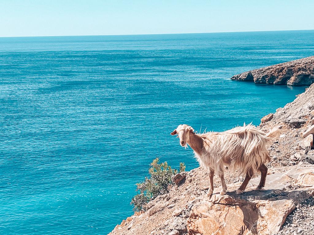 Illingas Beach Kreta Bergziege