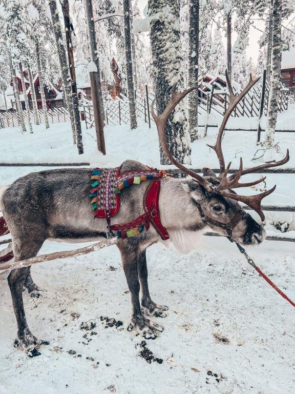 Lappland Winterzauber Weihnachtsmanndorf Rentierschlitten