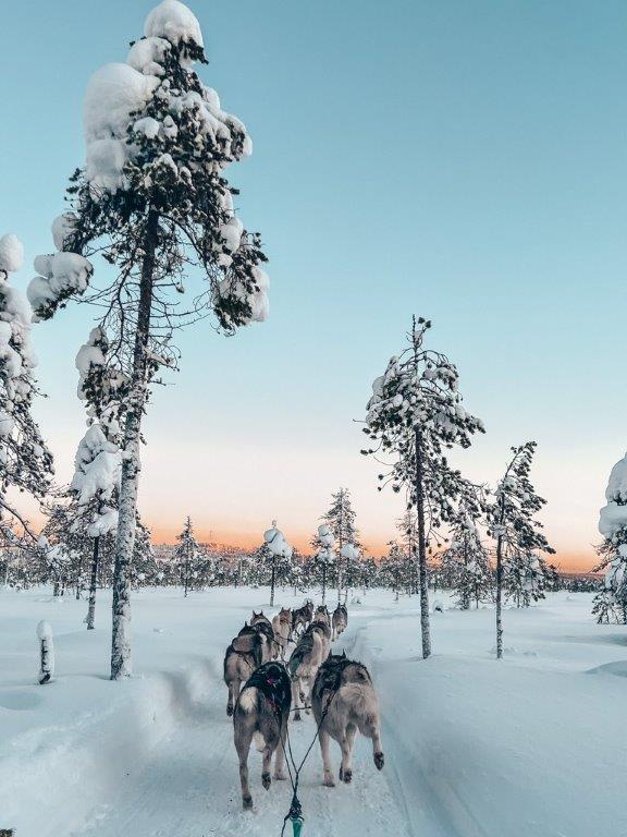 Lappland Rovaniemi Santa Claus Village Husky