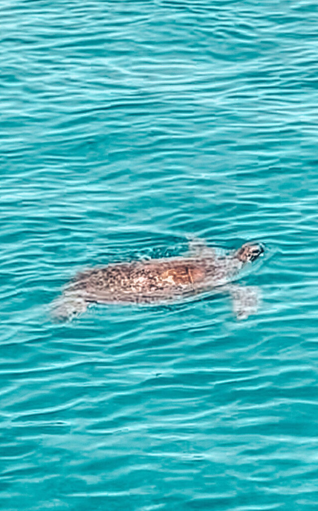 Delfine Bootstour Rhodos