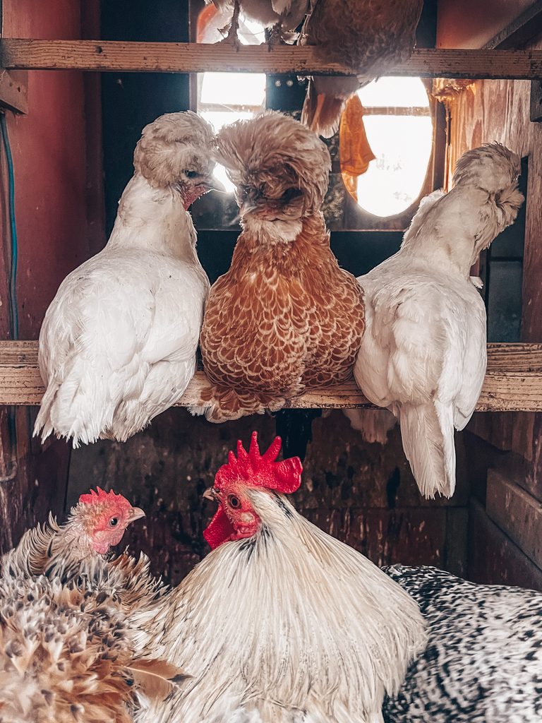 Windmill Campersite Chicken