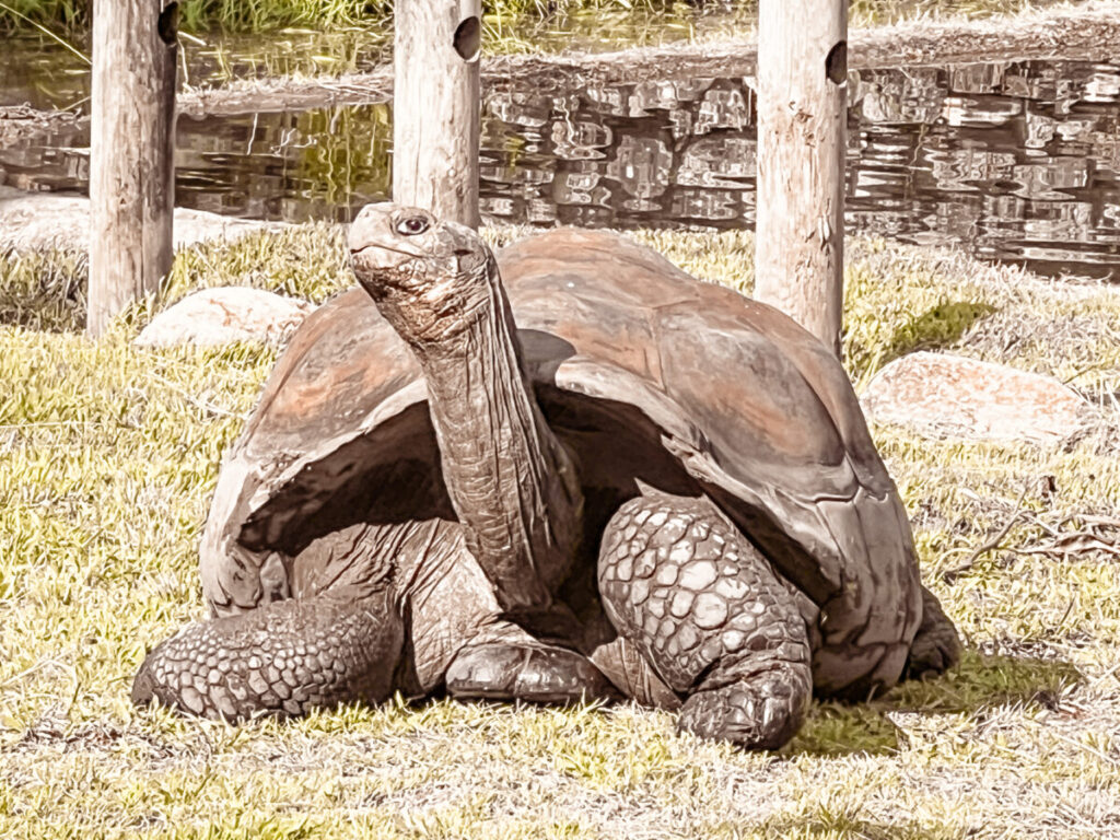 A Cupulatta Ajaccio